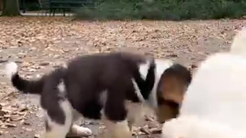 cute puppies adorable video #puppy #cute #cutedog #dog #shorts