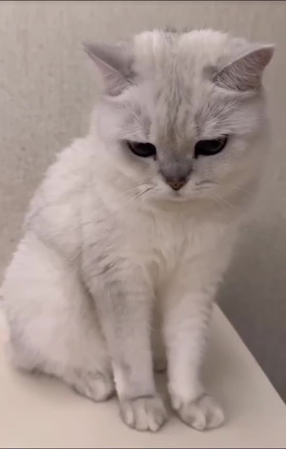 "Two Cats… One Winner! 🐾🔥"