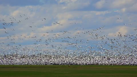 Return of the Geese