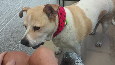 Cherry 9y A571988 foster gal@TRN find our way focus growth in kennel 171 PACC shelter_20250615_905