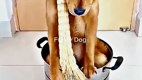 😂😆 "This Dog Just Invented Comedy!"😂😆