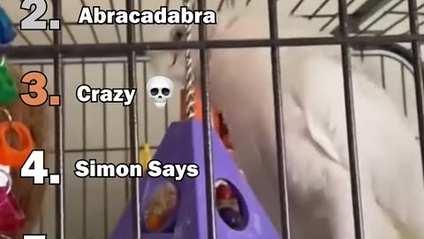 Funny Parrots