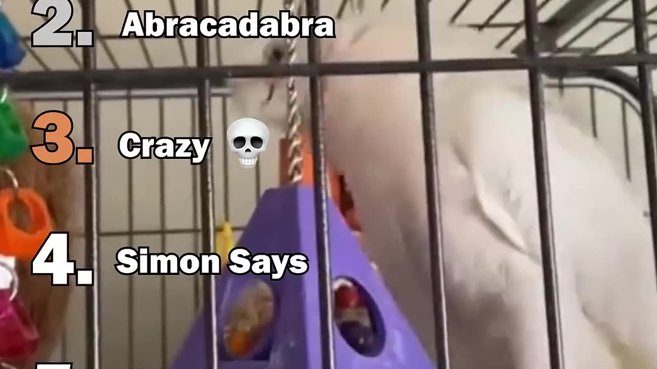 Funny Parrots