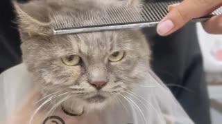 Dog's Comedy Videos 🤣 so cute videos and puppies comedy scenes 😂 so cute 🥰 🥰 🥰 🥰