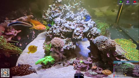 24/7 Real Live Reef Stream