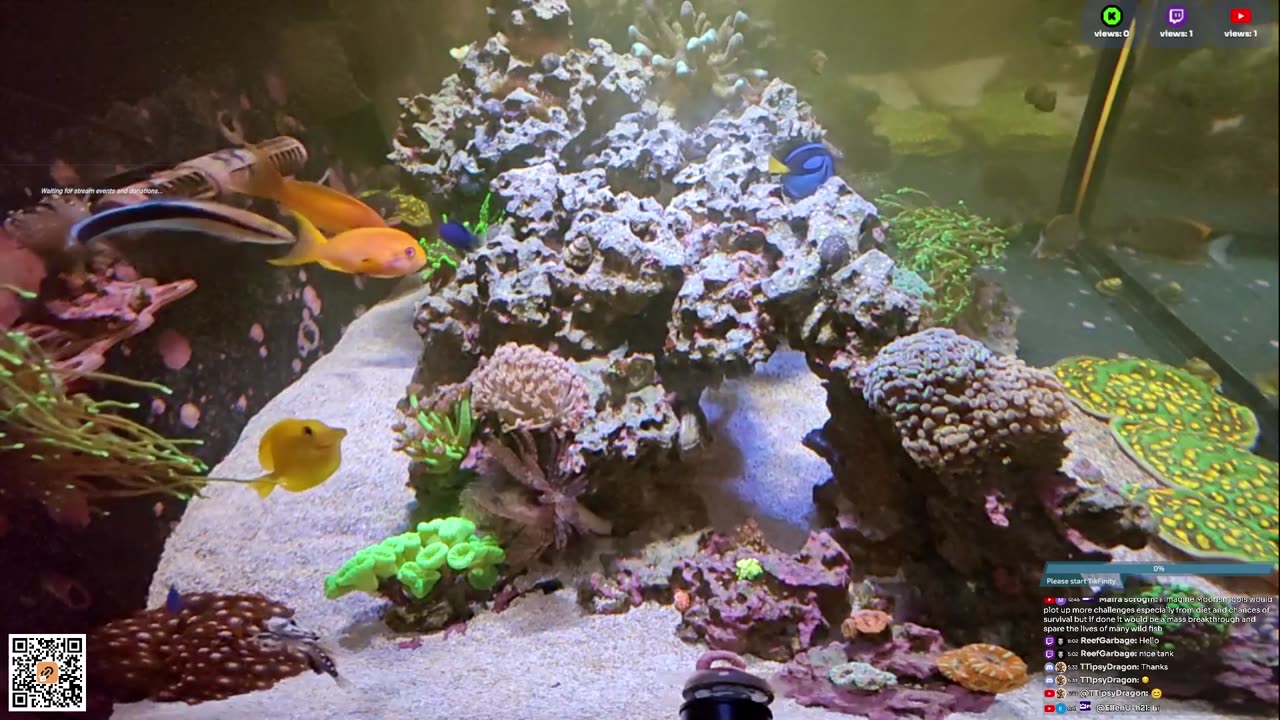 24/7 Real Live Reef Stream