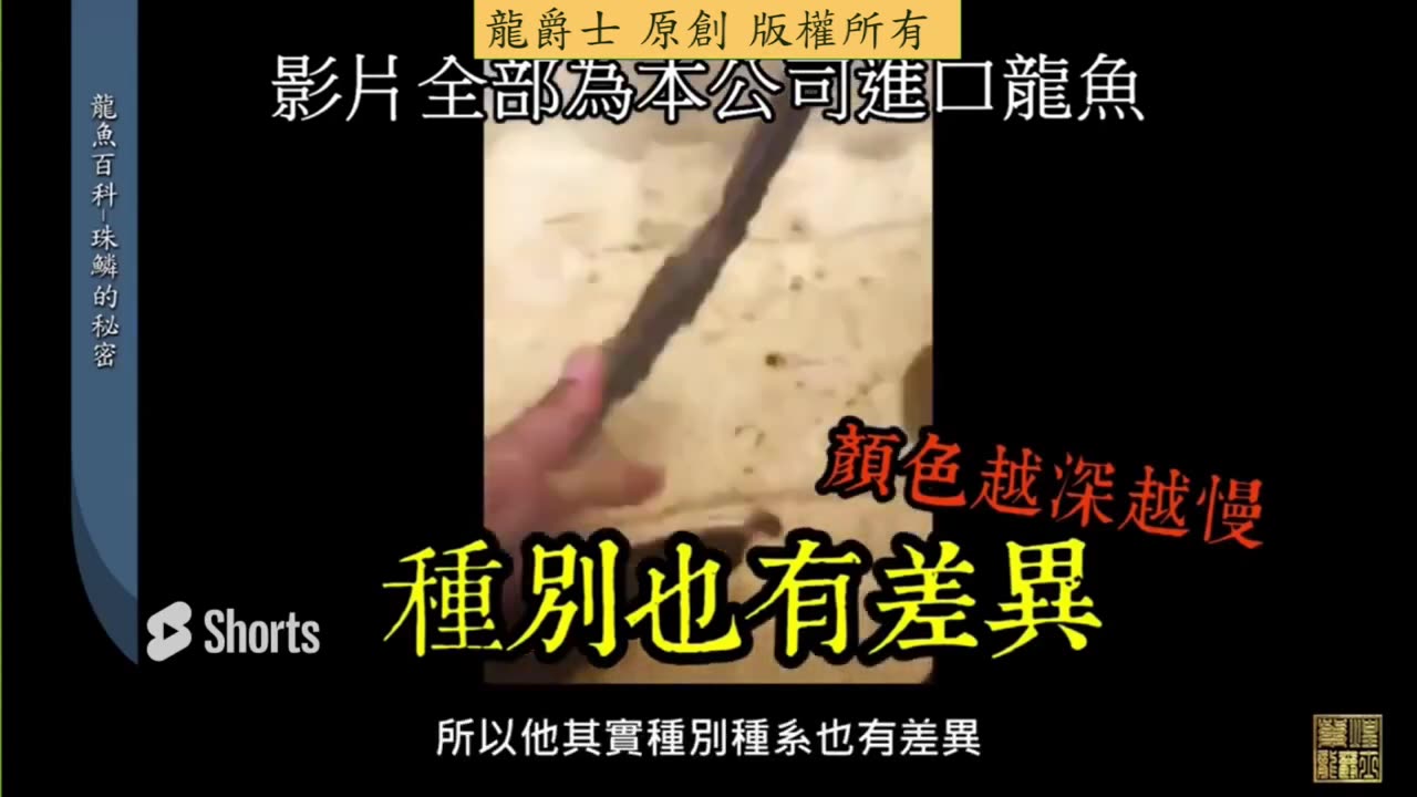 【龍爵士】龍魚百科 珠鱗的秘密