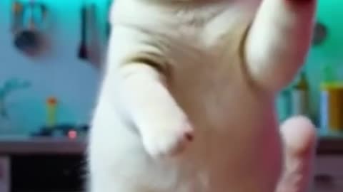 AI Country Song About Burrito Chipotle 🤠🌯 | Cute Cats Edition 🐱🎶