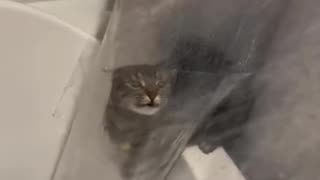😂🌦 Cat Meteorologist Predicts the Weather! | FunFM
