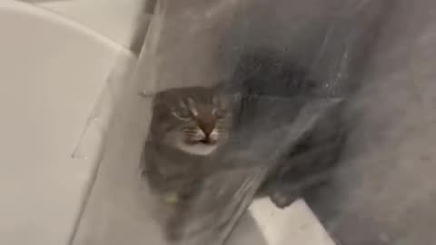 😂🌦 Cat Meteorologist Predicts the Weather! | FunFM
