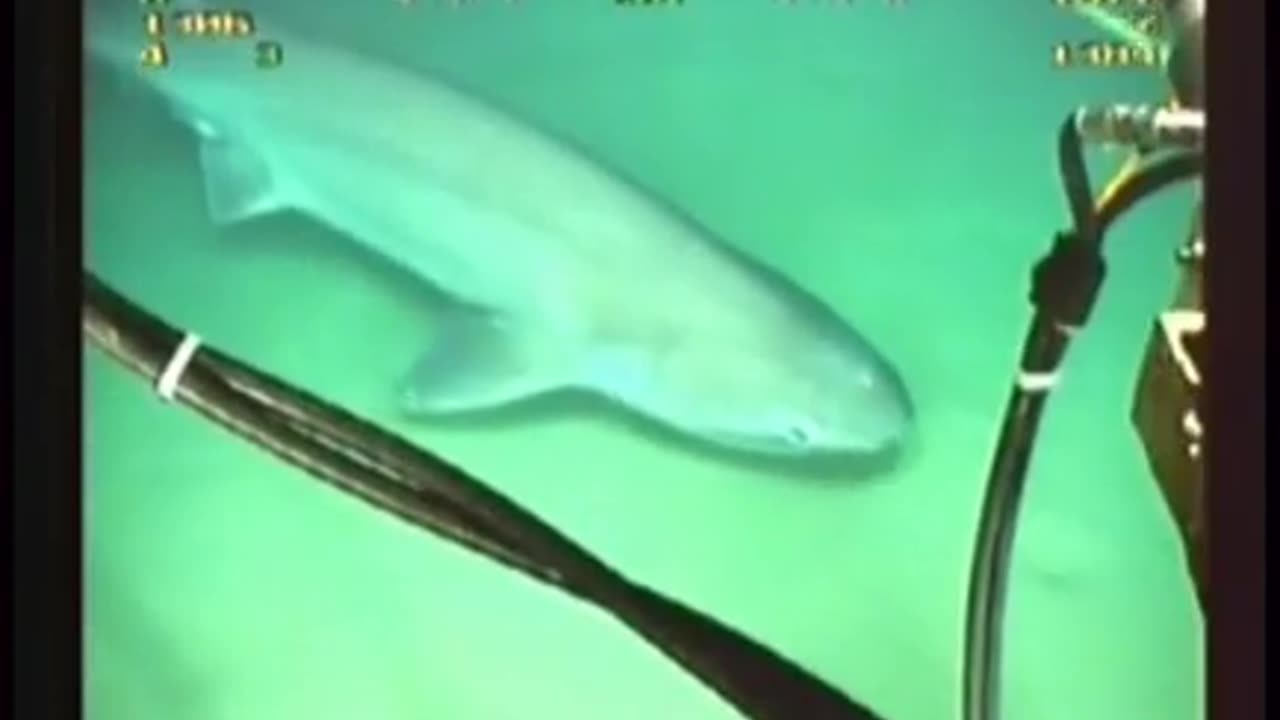 🤯🌊 Wait Until You See What This Shark Does With This Undersea Cable! Amazing Science | FeedMyCuriosi