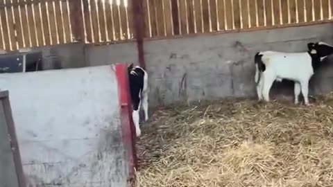 A Day with the Baby Cows – Love and Care