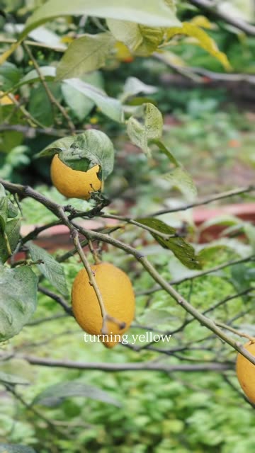 🍋 We are excited to say that we have lemons again!