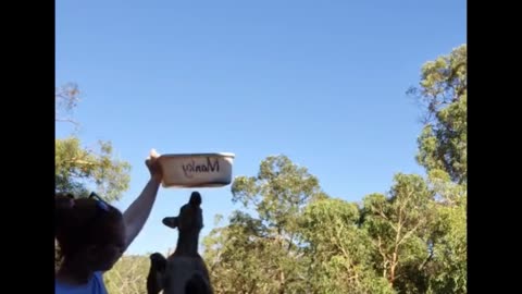 Kangaroo diaries only in Australia 🇦🇺