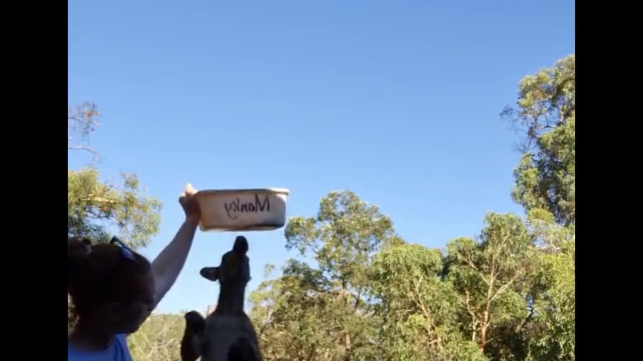 Kangaroo diaries only in Australia 🇦🇺