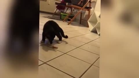 Funny animals - Part 3
