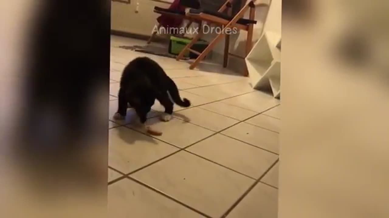 Funny animals - Part 3