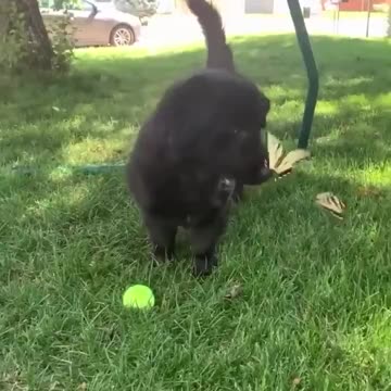 Puppy and butterflies.. 😊
