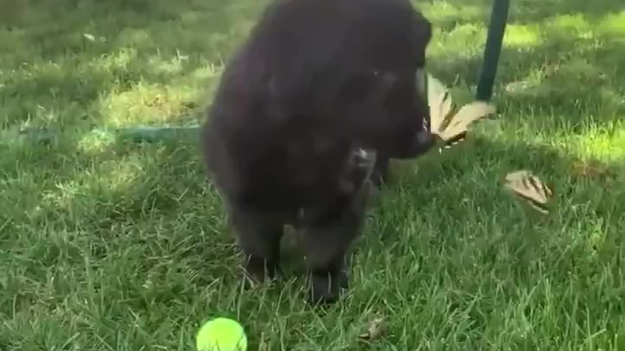 Puppy and butterflies.. 😊