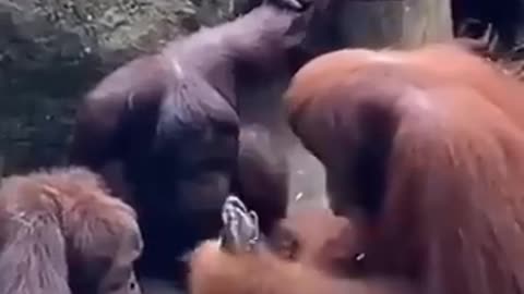 Cute animal, orangutan