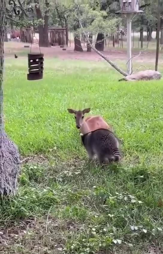 Something people should learn from animals