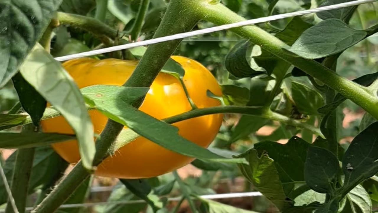 Tomatoes in the garden