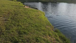 Urban Pond Fishing, Found The Pattern at In-N-Out Pond #mobile #fishing #livestream #restream