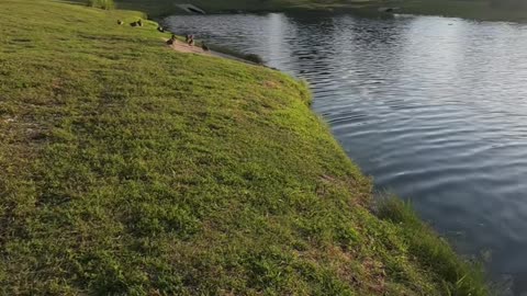 Urban Pond Fishing, Found The Pattern at In-N-Out Pond #mobile #fishing #livestream #restream