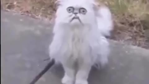 Maaaaa!!!