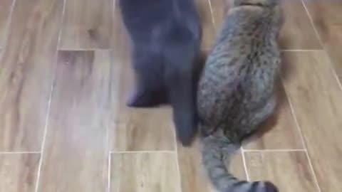 Tiere richtig fies