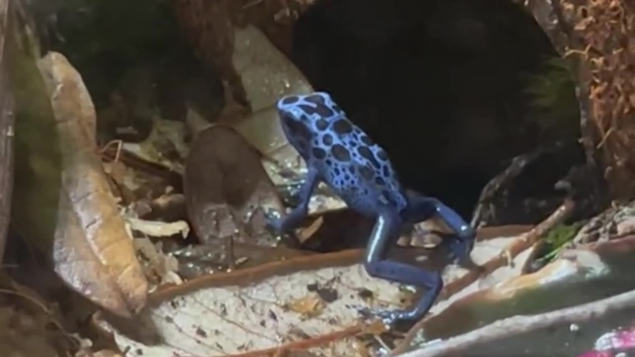 Victor the Blue Poison Dart Frog is on the hunt for his dinner! #dartfrogs