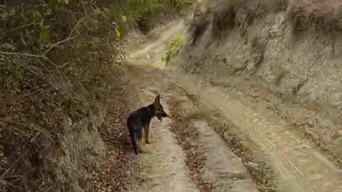 Hiking day with small German Shepherd.