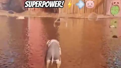 Flying pigs powered by farts are real 🐷💨 Watch us blast off into the sky 🚀🤣 #pig #gaming