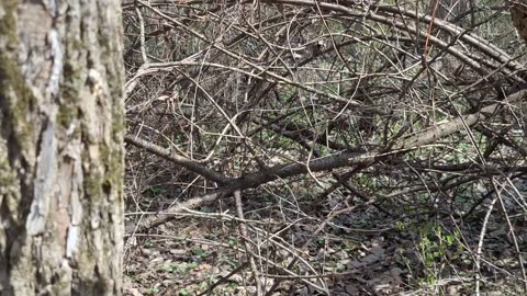 Type of wild mushrooms in the woods
