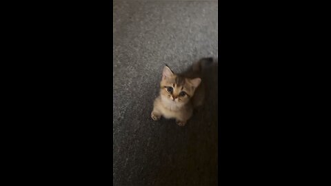 Baby kitten