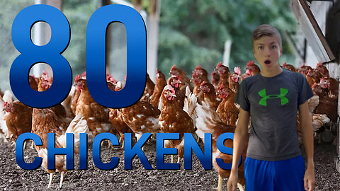 We Have 80 Chickens on our Property
