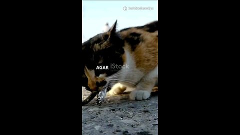 A clever cat 😺😺