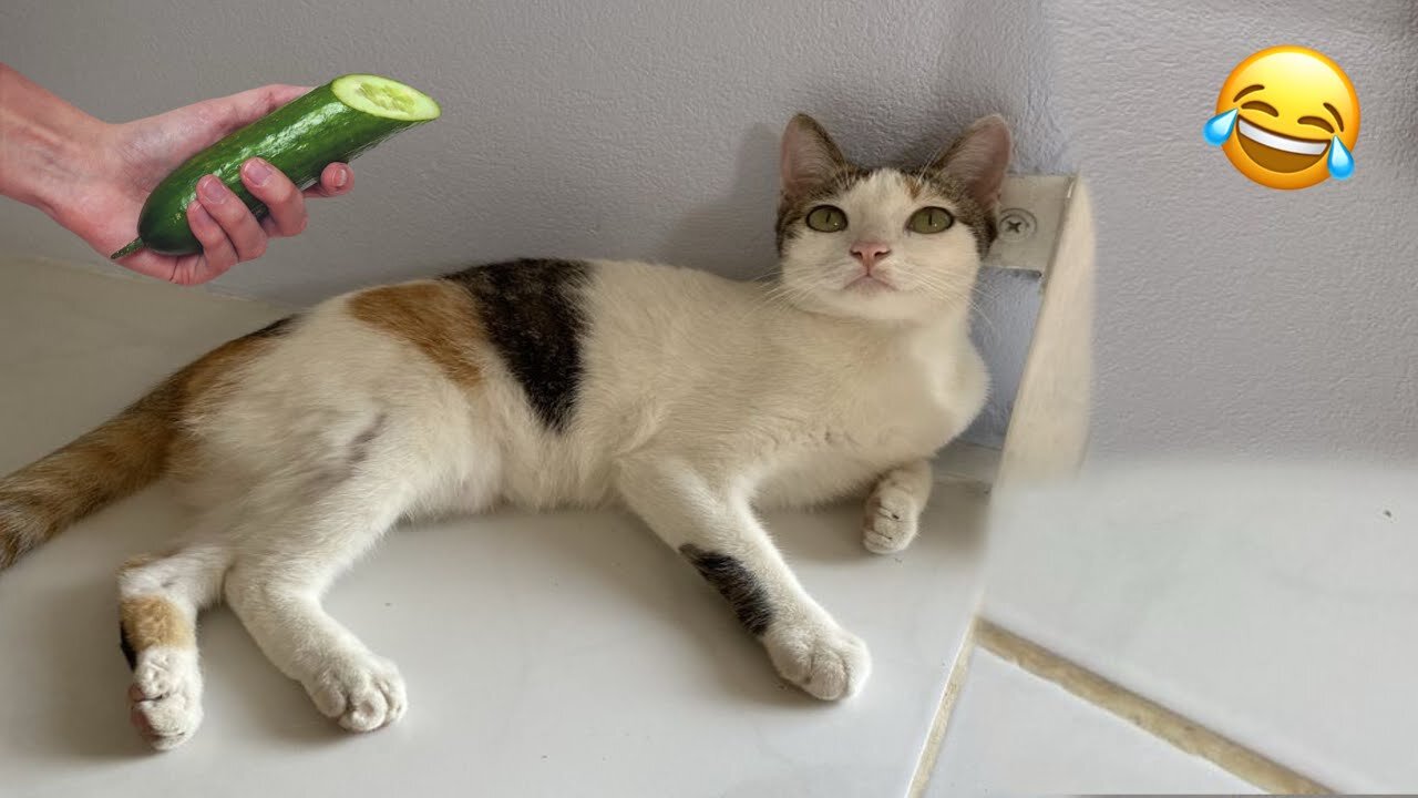 Funniest Dogs and Cats Videos๐
- Best Funny Animal Videos 2025