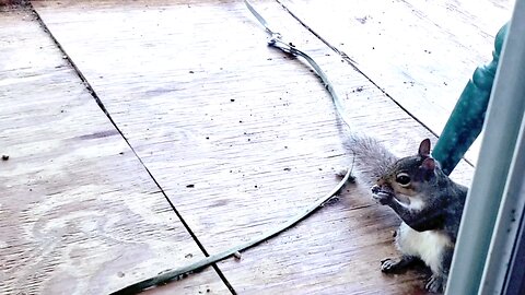 🐿 Sunday"SQUIRRELLY STEALING & SNARKY SQUEALING 😾"⭐️ing ABBY TABBY cute cranky cat eating 2025