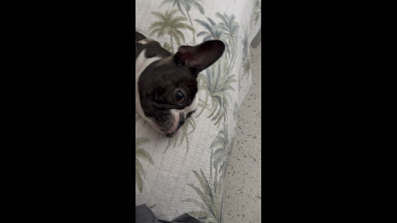 Triggering Puppy With Rock-a-Bye Baby! | 4K