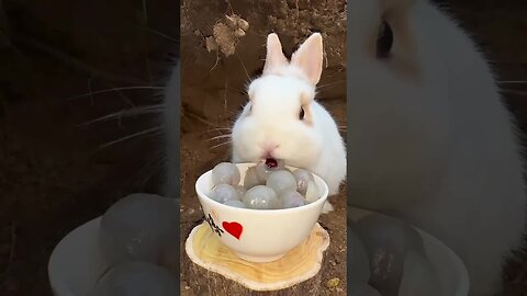 Little Rabbit Eats Longan Cute Pet Debut Plan Rabbit Pastoral Little Cute Pet