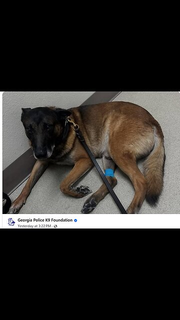 Video on Facebook Normalizes Torturing German Shepards [While Pretending to Show Affection]