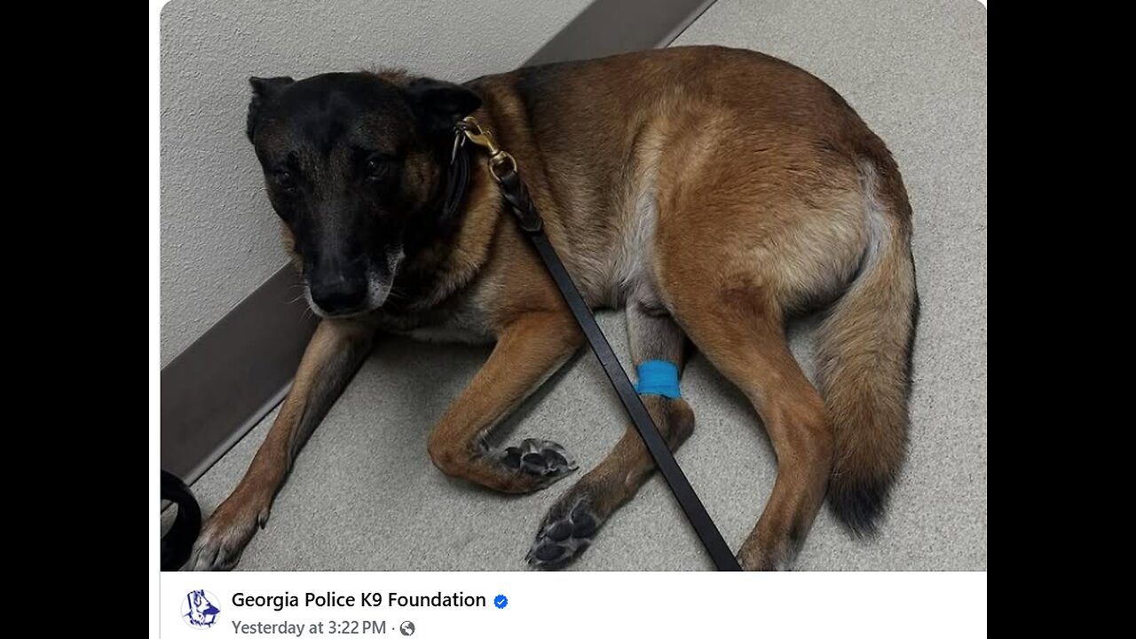 Video on Facebook Normalizes Torturing German Shepards [While Pretending to Show Affection]