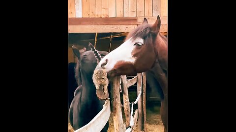 Funny moments between cats and horses😍😄