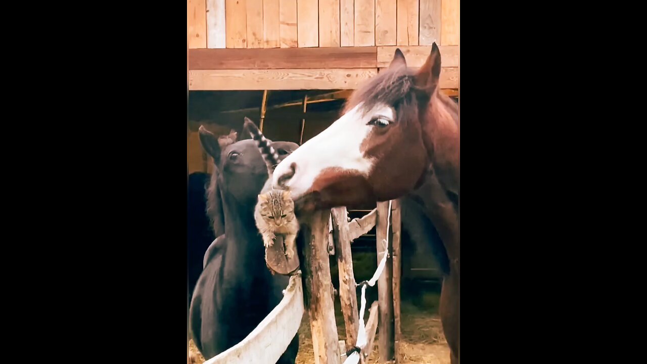 Funny moments between cats and horses😍😄