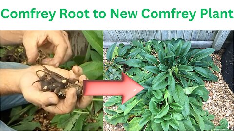 Propagating Comfrey from Root Cuttings