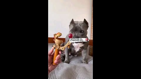 Happy puppy 🐶