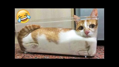 Funniest Cats and Dogs Videos 🐶🐱 | Funny Animal Videos