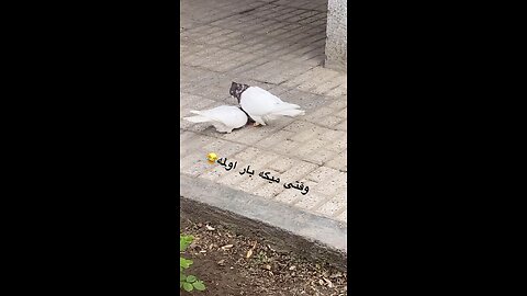 🤣😄وقتی میگه بار اولمه