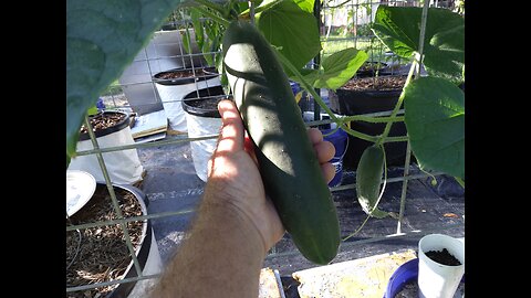 September Cucumber Harvest Southern Mississippi 9/1/25